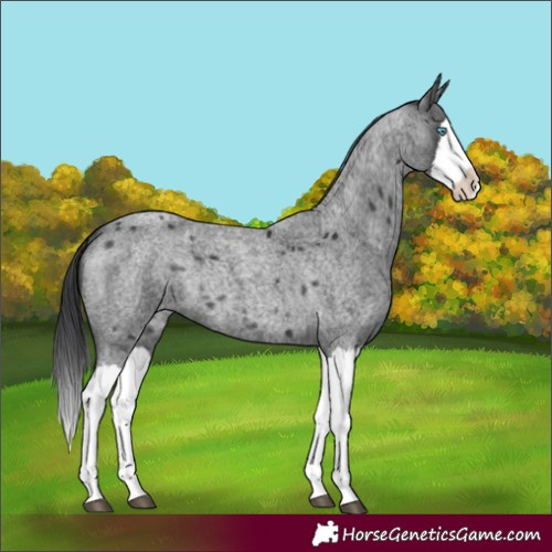 Horse Color:Blue Roan Splash