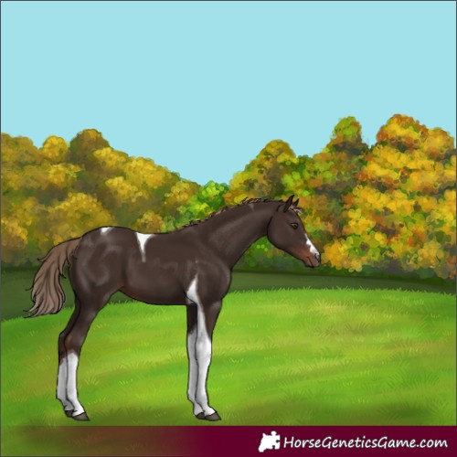 Horse Color:Liver Chestnut Tobiano 