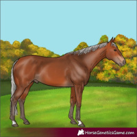 Horse Color:Silver Bay 