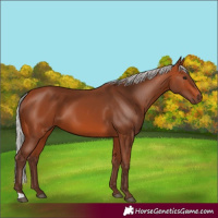 Horse Color:Silver Bay 