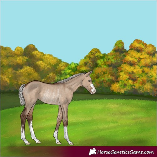 Horse Color:Unknown 