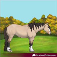Horse Color:Bay Dun