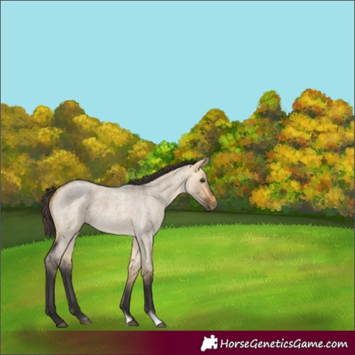 Horse Color:Unknown 