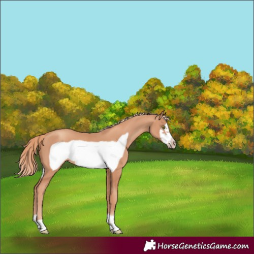 Horse Color:Gold Champagne Frame 