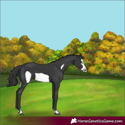 Horse Color:Black Frame 