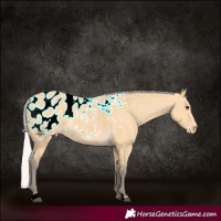 Horse Color:Silver Buckskin Appaloosa 