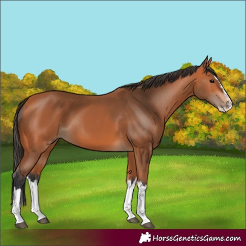Horse Color:Bay Splash 