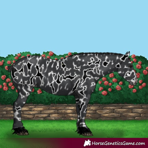 Horse Color:Black Appaloosa 