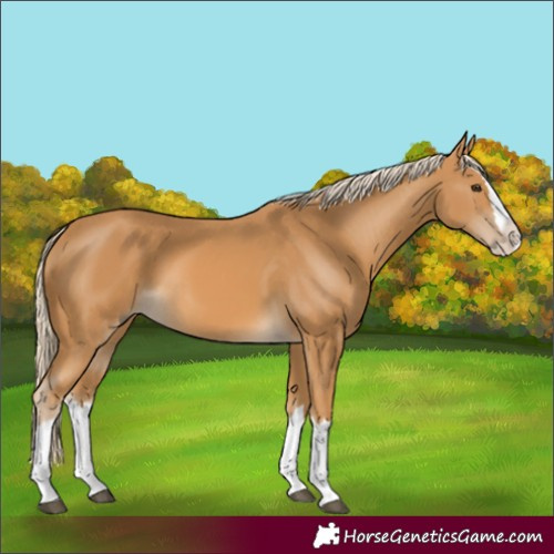 Horse Color:Palomino Splash 