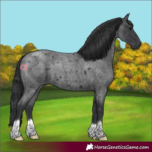 Horse Color:Blue Roan