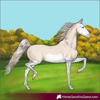 Horse Color:Perlino Splash
