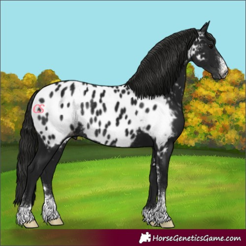 Horse Color:Unknown 