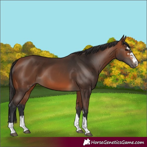 Horse Color:Bay 