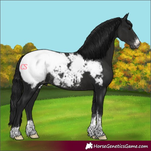 Horse Color:Unknown 