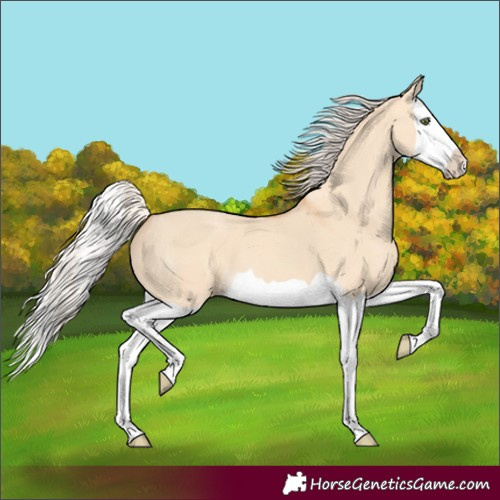 Horse Color:Silver Amber Champagne Dun Splash 