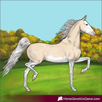 Horse Color:Silver Amber Champagne Dun Splash