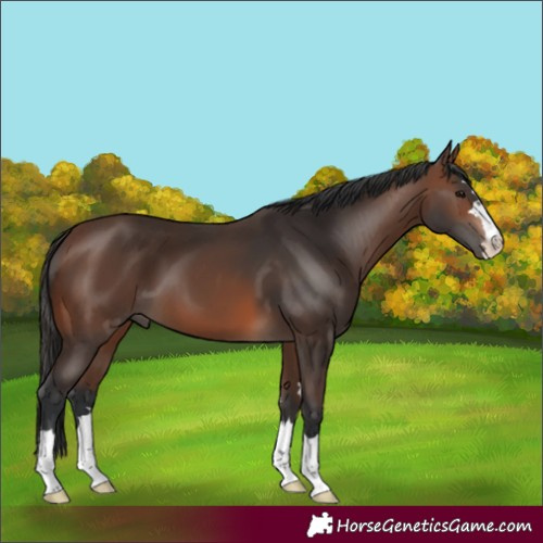 Horse Color:Brown 