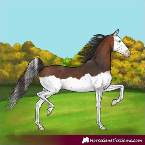 Horse Color:Bay Splash