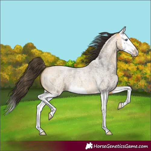Horse Color:Buckskin Roan Splash 