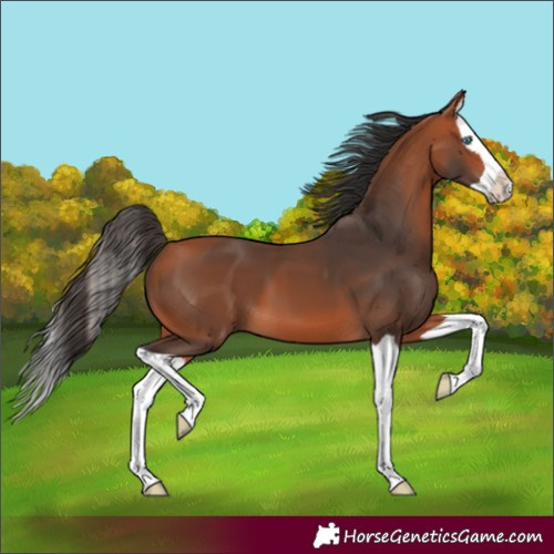 Horse Color:Unknown 