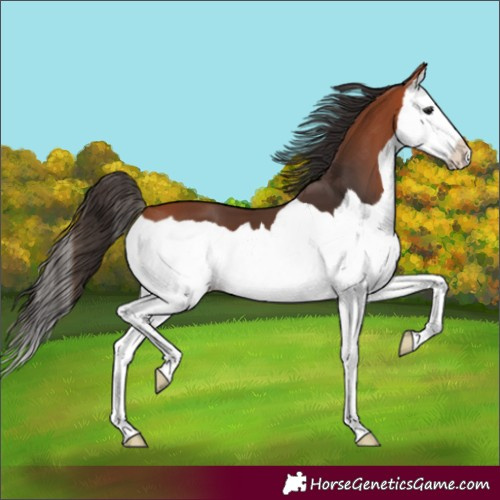 Horse Color:Bay Splash 