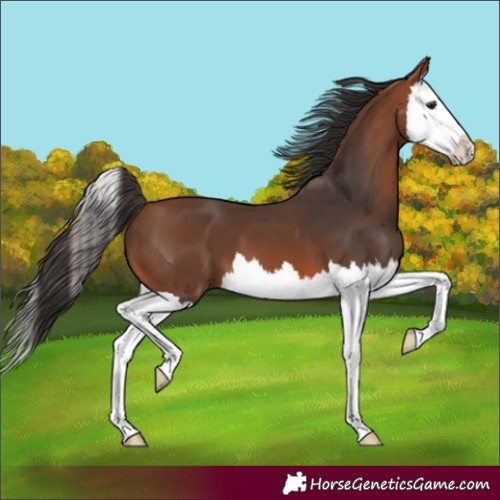 Horse Color:Unknown 