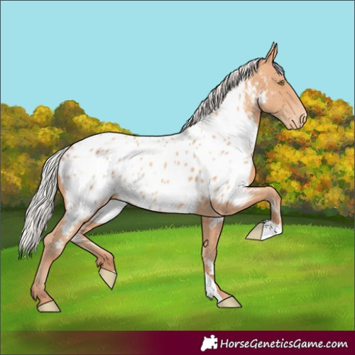 Horse Color:Silver Amber Champagne Appaloosa 