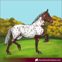 Horse Color:Silver Bay Near Leopard