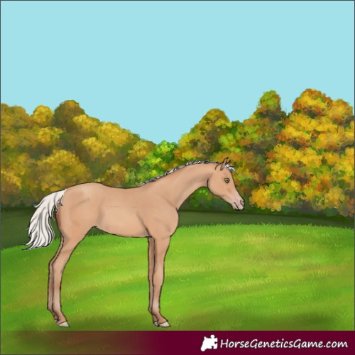 Horse Color:Silver Amber Champagne 