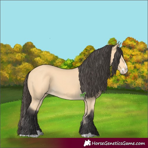 Horse Color:Buckskin Splash 