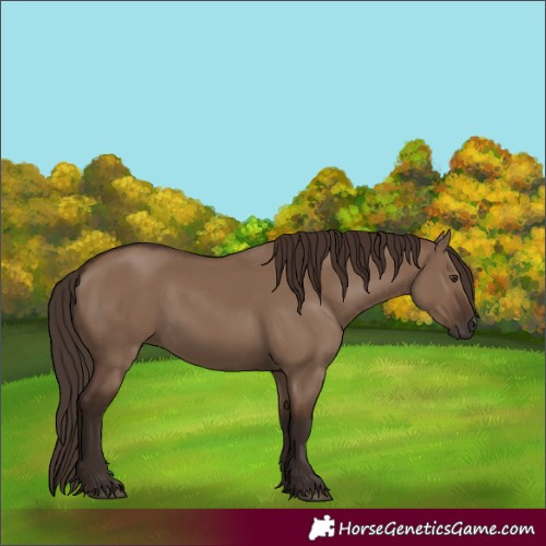 Horse Color:Liver Red Dun 