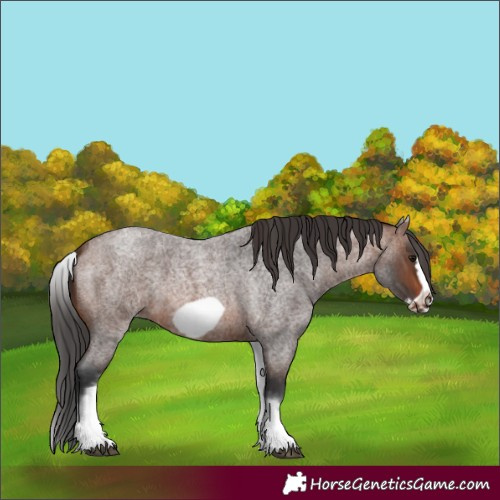 Horse Color:White Spotted Brown Roan Frame 
