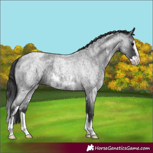 Horse Color:Blue Roan Sabino Splash  and Blue Roan Sabino Splash 