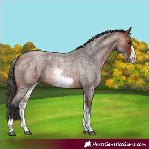 Horse Color:White Spotted Bay Roan Frame 
