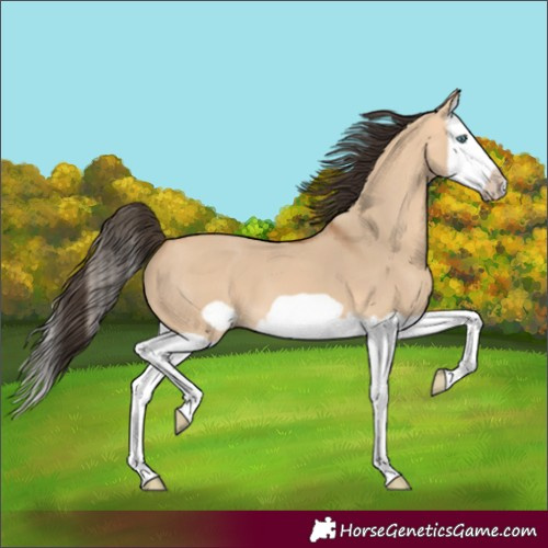 Horse Color:Bay Dun Splash Frame
