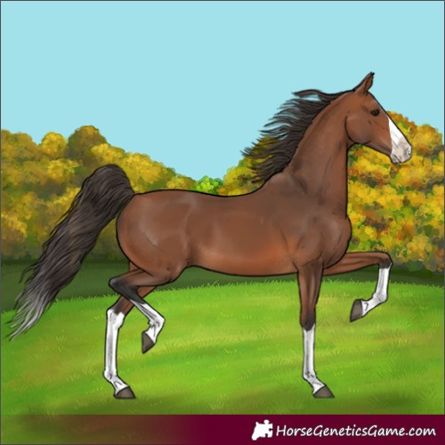 Horse Color:Unknown 