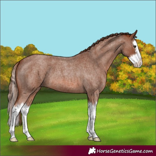 Horse Color:Red Roan Splash