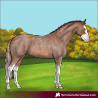 Horse Color:Red Roan Splash