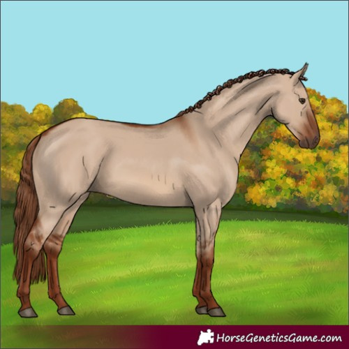Horse Color:Red Dun 