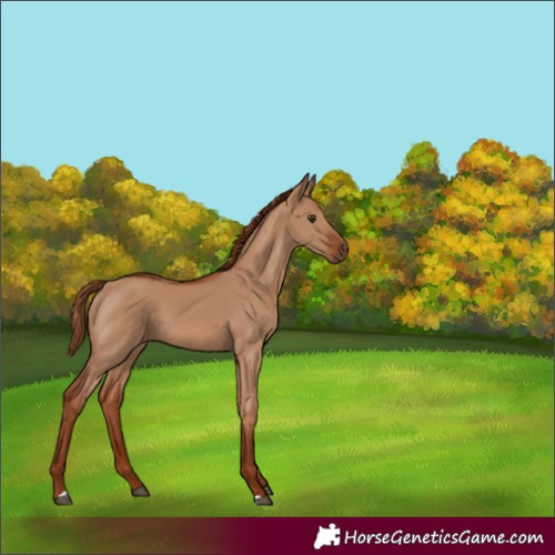Horse Color:Red Dun 