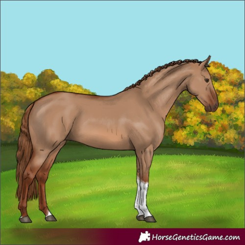 Horse Color:Red Dun Tobiano 