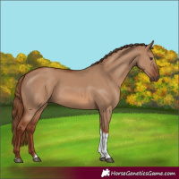 Horse Color:Red Dun Tobiano 