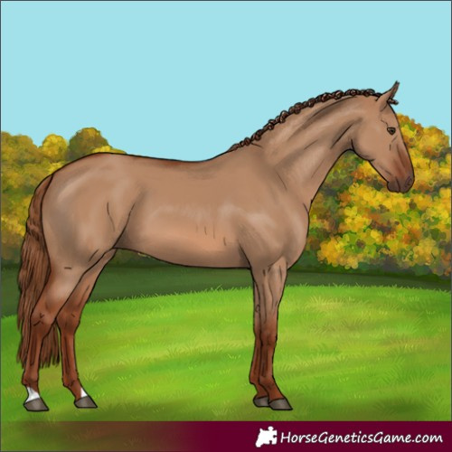 Horse Color:Red Dun