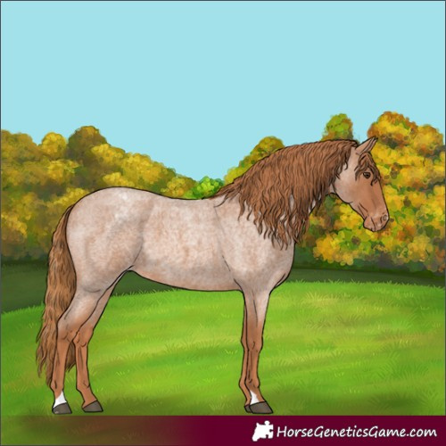 Horse Color:Red Roan Appaloosa 