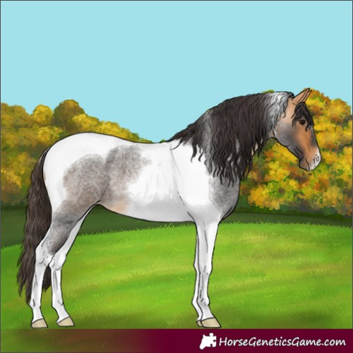 Horse Color:Buckskin Roan Tobiano 