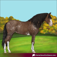 Horse Color:Gray Classic Champagne