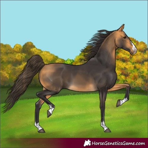 Horse Color:Buckskin