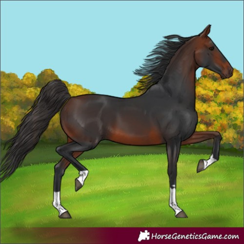 Horse Color:Bay Tobiano Rabicano 