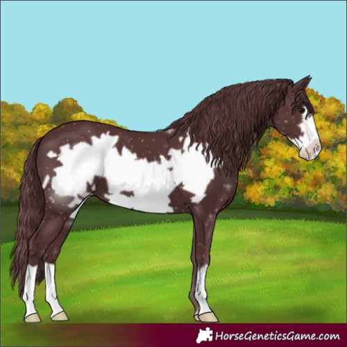 Horse Color:Chocolate Black Frame