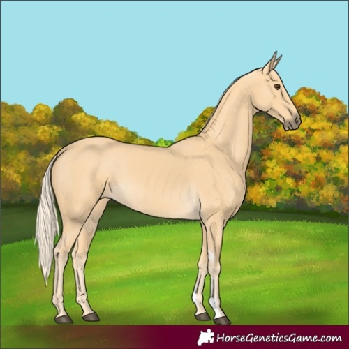 Horse Color:Palomino Sabino 